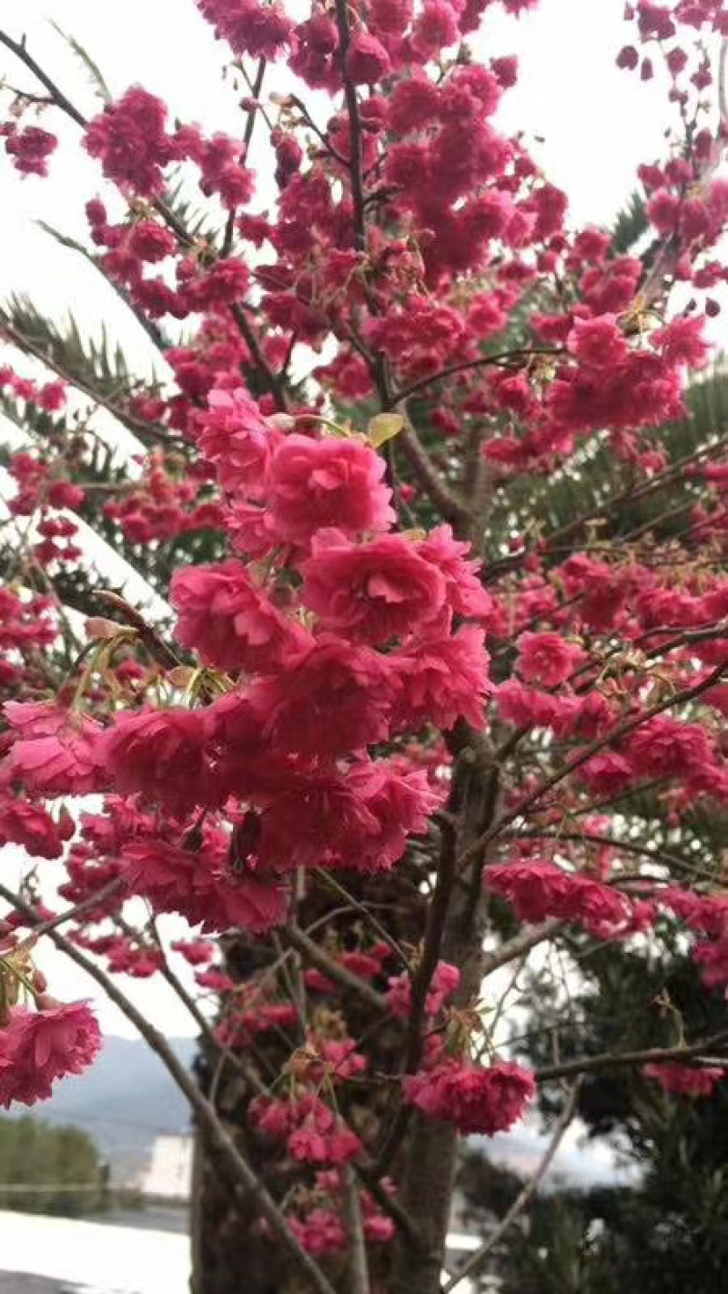 精品樱花别野庭院种植质量保证一手货源整车起批