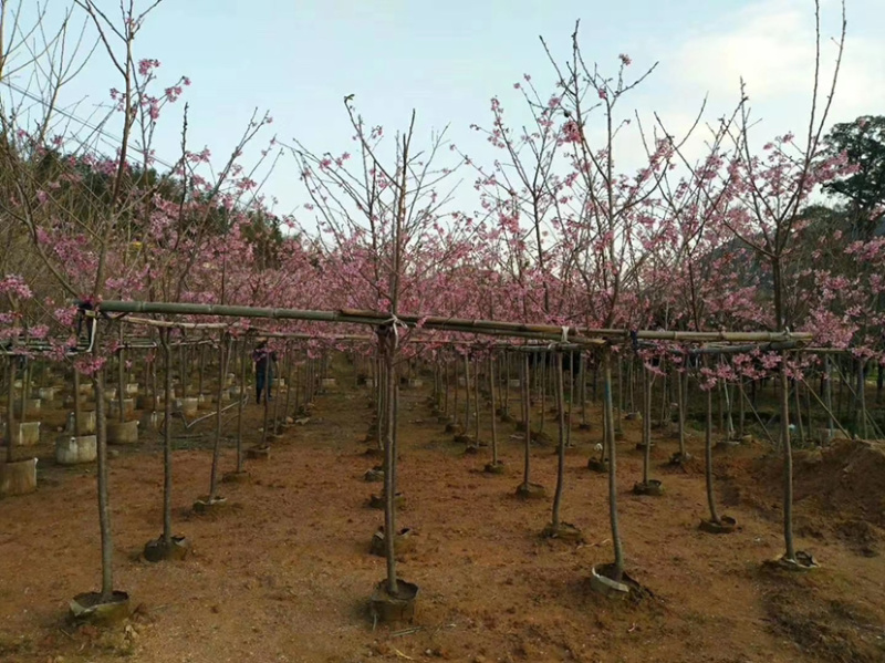 精品樱花别野庭院种植质量保证一手货源整车起批
