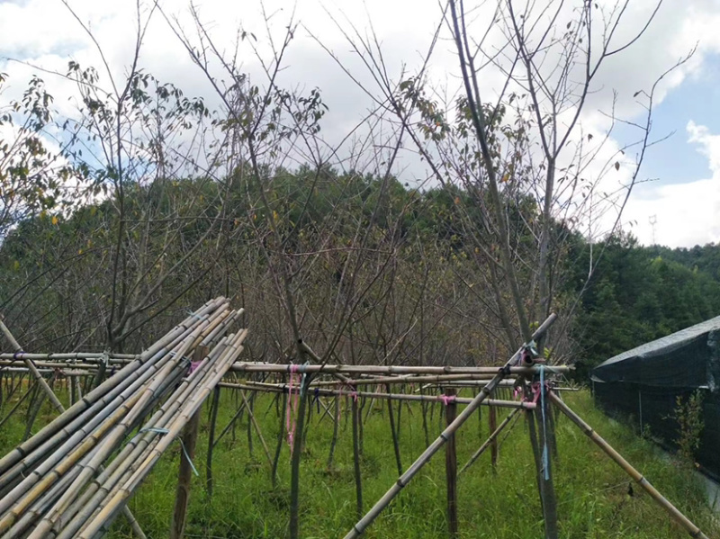 精品樱花别野庭院种植质量保证一手货源整车起批