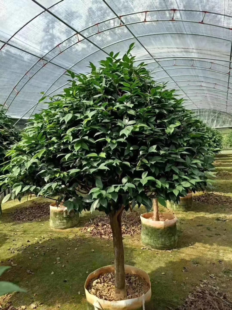 精品樱花别野庭院种植质量保证一手货源整车起批
