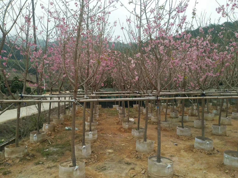 精品樱花别野庭院种植质量保证一手货源整车起批