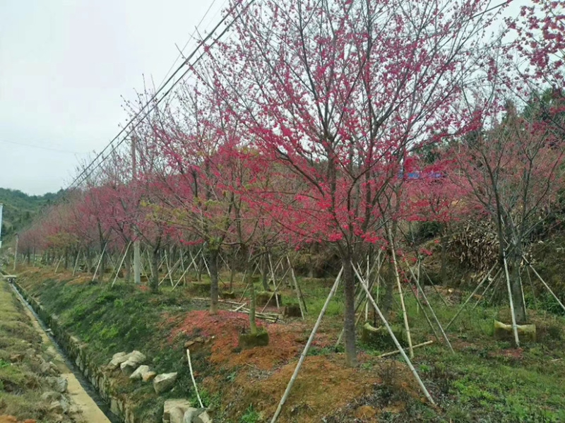 精品樱花别野庭院种植质量保证一手货源整车起批