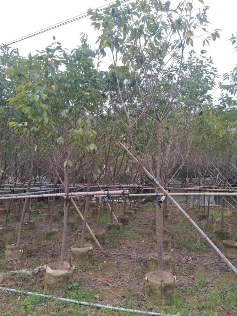 精品樱花别野庭院种植质量保证一手货源整车起批