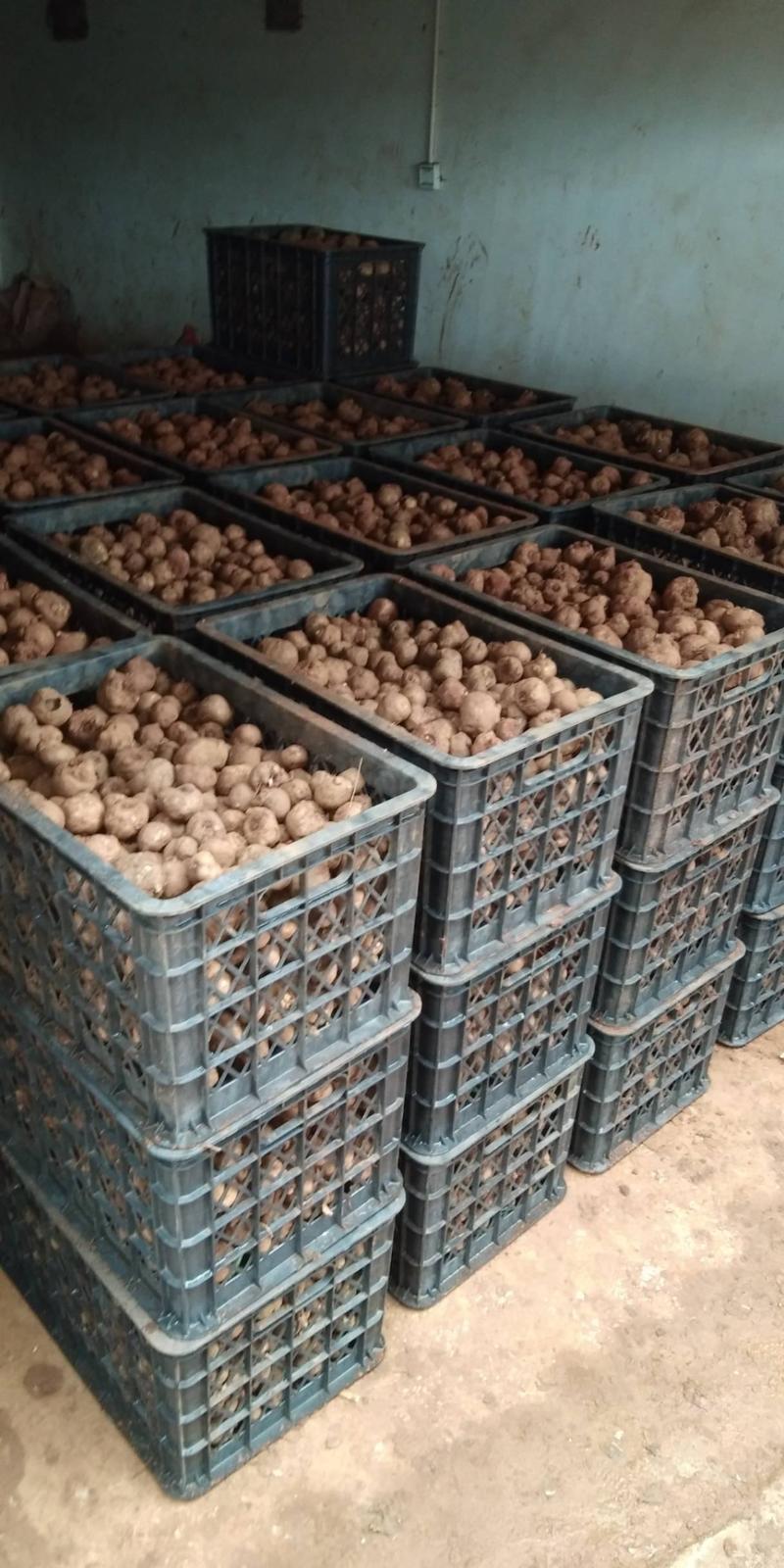 魔芋种子一代种二代种基地直发。提供技术指导签合同上门回收