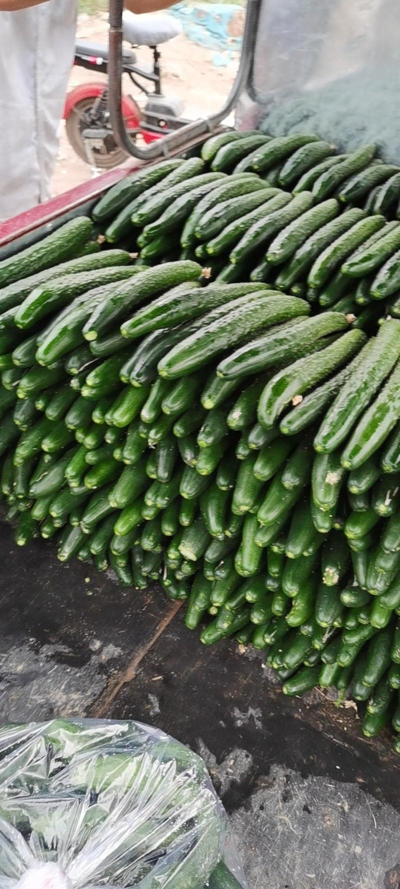 黄瓜，优质品种，瓜条顺，刺密，色油绿，视频看货。