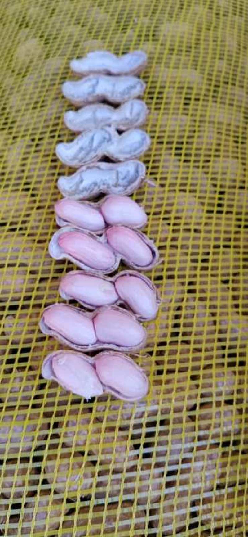 河南花生，沙土地优质花生，视频看货，线上保障交易