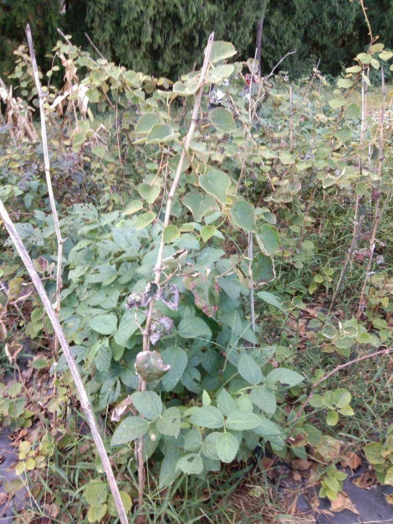 四川广元苍溪大量红心猕猴桃苗批发包邮都好！