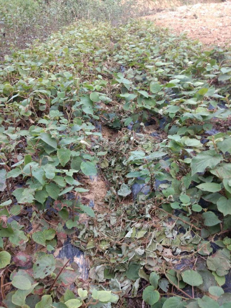 四川广元苍溪大量红心猕猴桃苗批发包邮都好！