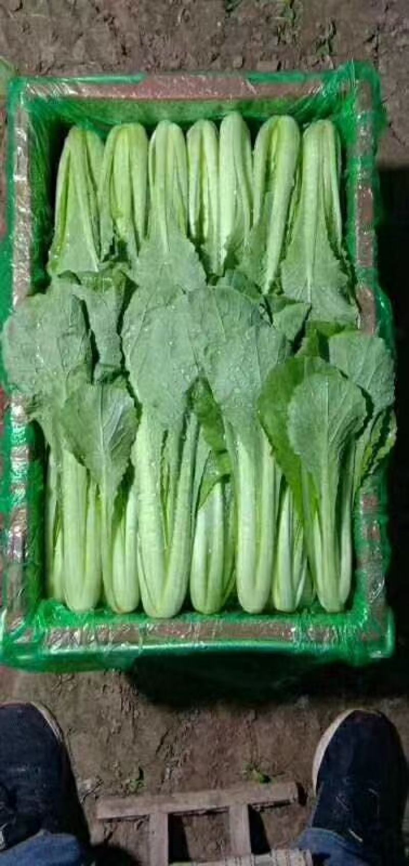 河北小白菜，大量上市，价格便宜，可以视频看货