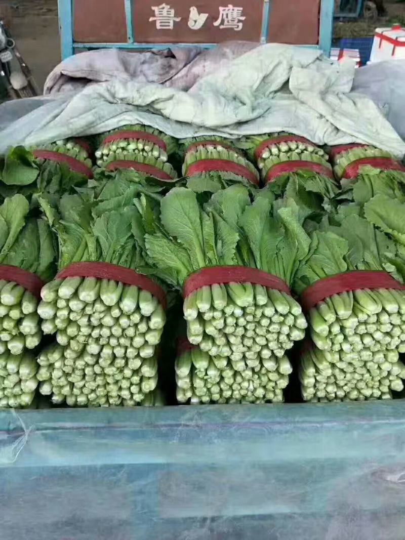 河北小白菜，大量上市，价格便宜，可以视频看货