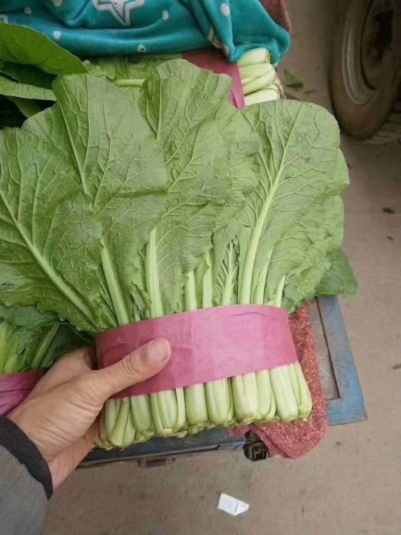 河北小白菜，大量上市，价格便宜，可以视频看货