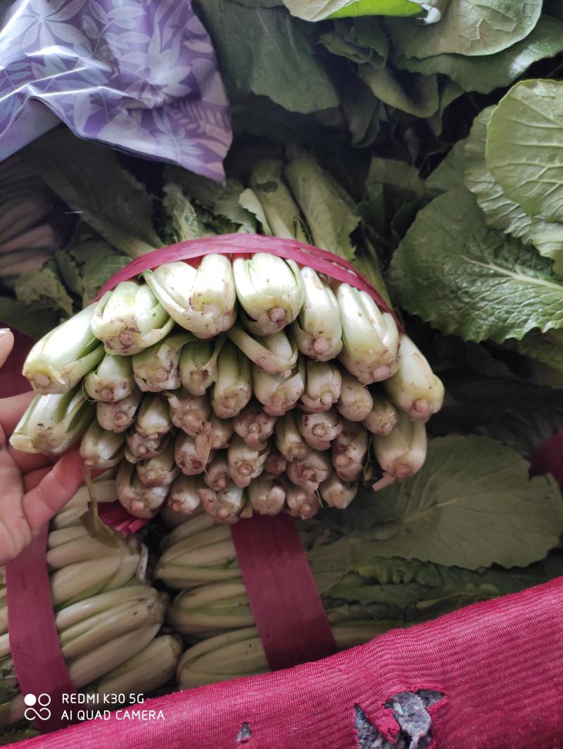 河北小白菜，大量上市，价格便宜，可以视频看货