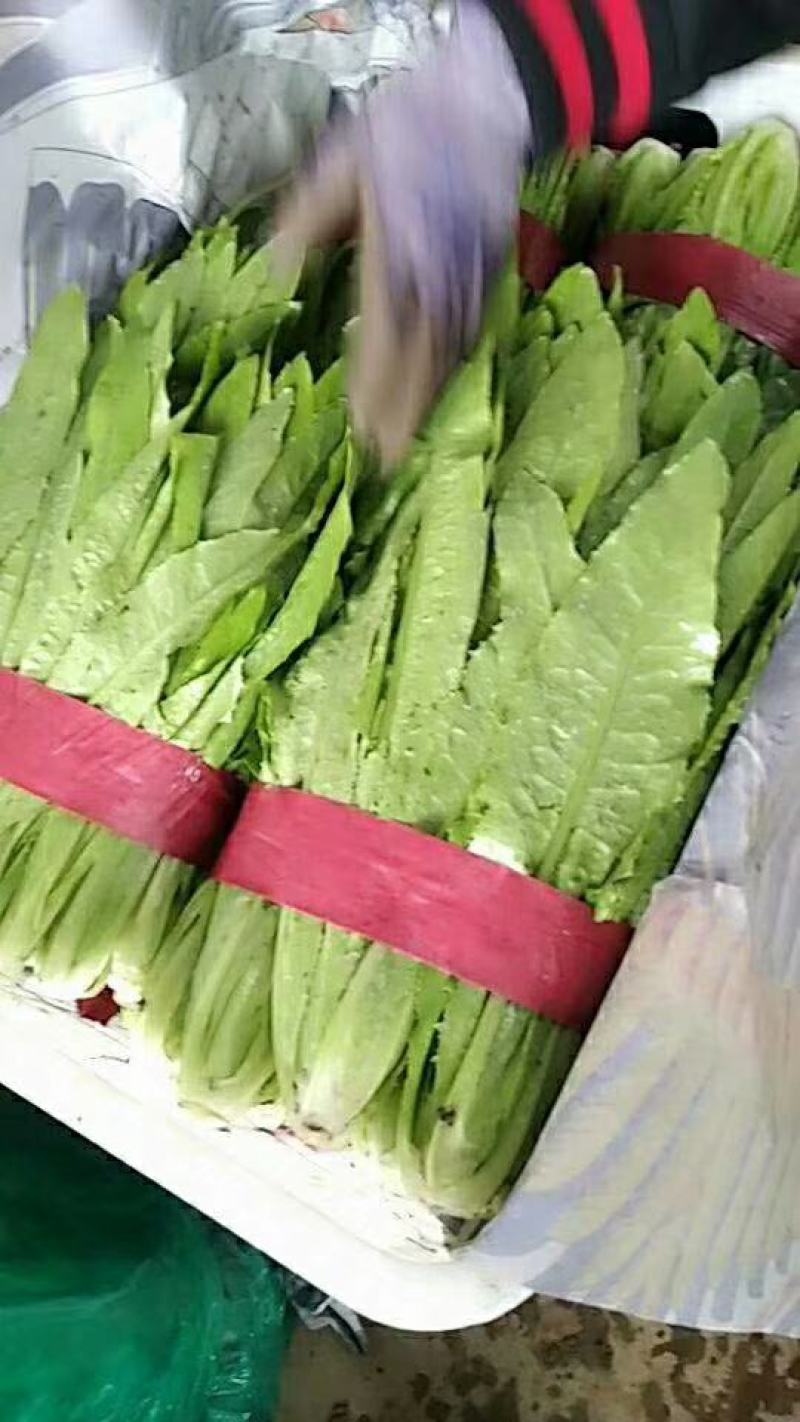 油麦菜，大量上市。可以视频看货，货源充足，