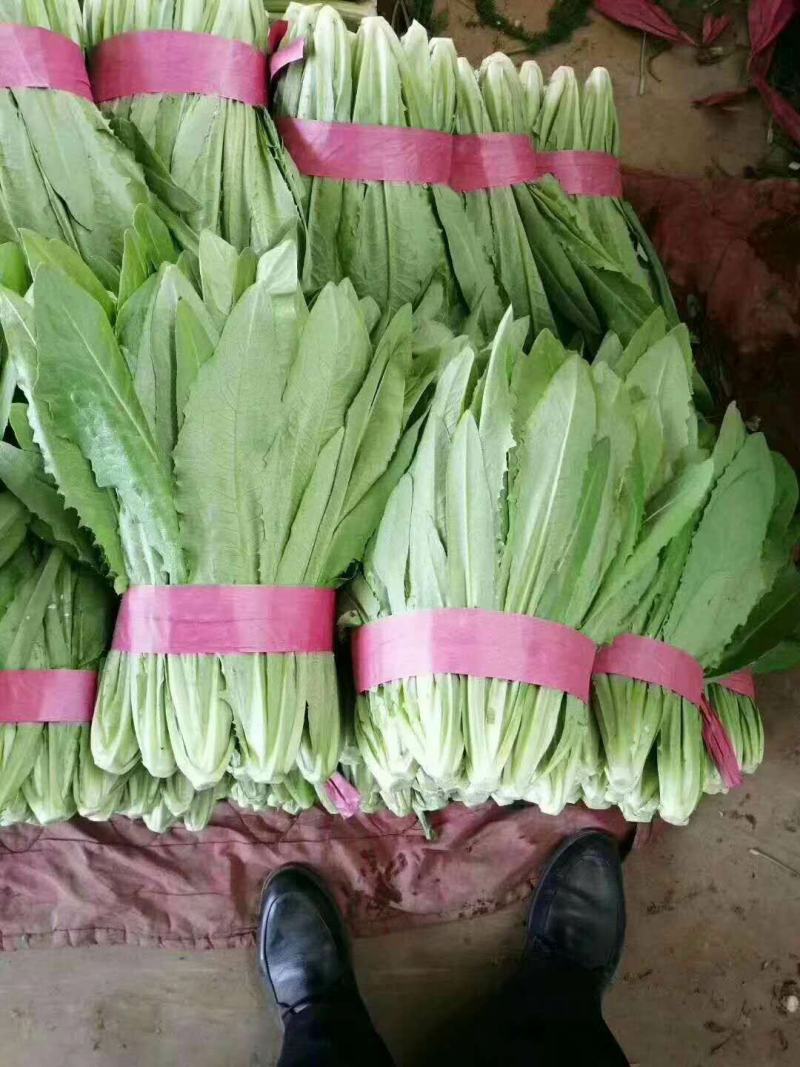 油麦菜，大量上市。可以视频看货，货源充足，