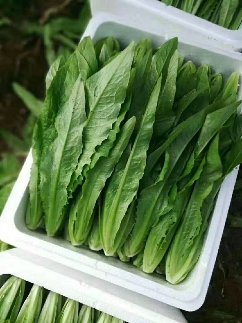 油麦菜，大量上市。可以视频看货，货源充足，