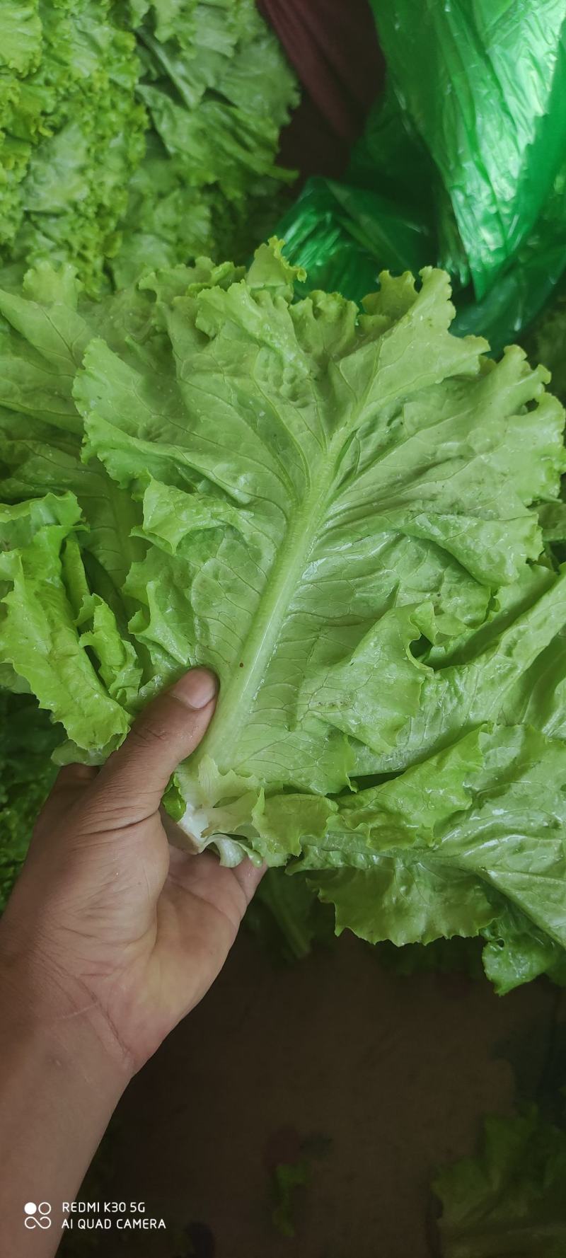 河北生菜大量上市，价格便宜，2两~3两