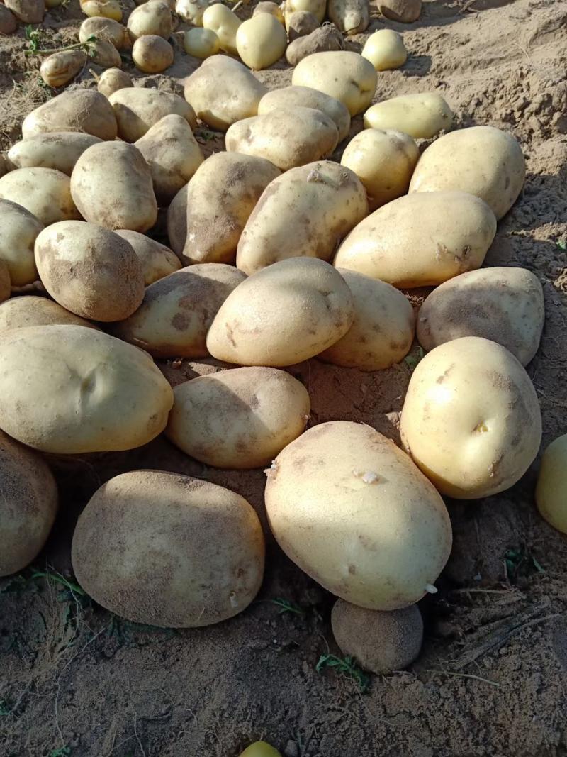 【推荐】土豆陕西226土豆纯沙地，个头大颜色好质量保证