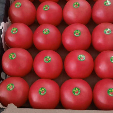 精品西红柿🍅👍精品硬粉，耐运输，弧三以上★价位便宜
