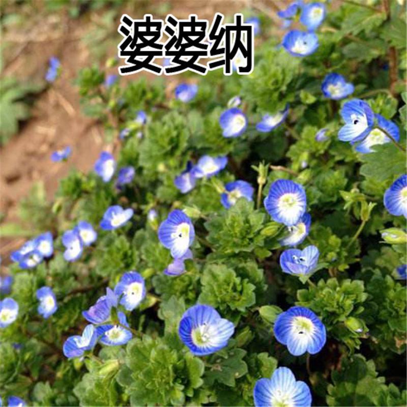 婆婆纳种子耐寒花籽四季易播园林绿化景观花种子包邮