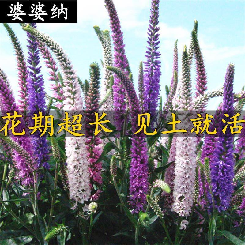 婆婆纳种子耐寒花籽四季易播园林绿化景观花种子包邮