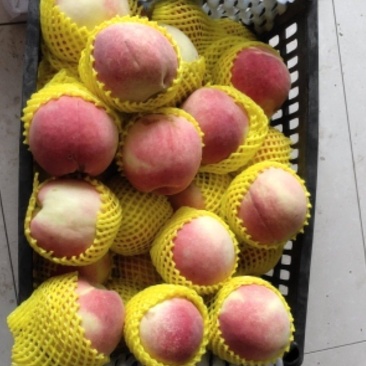 彭仙13，7两以上，货源充足
