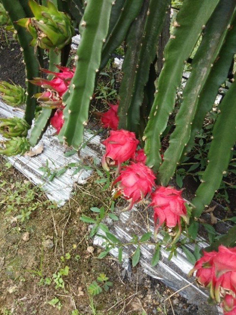 红心火龙果苗全程技术支持包成活乐山水果苗约30cm