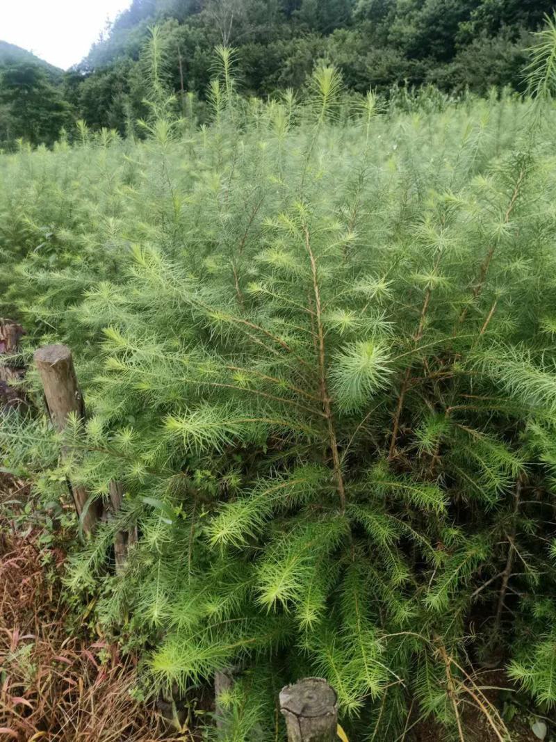 落叶松50~80cm大田，杯苗落叶松，量大从优