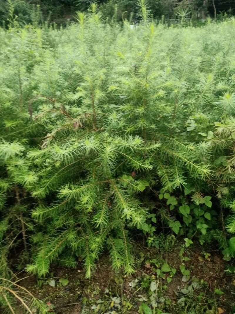 落叶松50~80cm大田，杯苗落叶松，量大从优