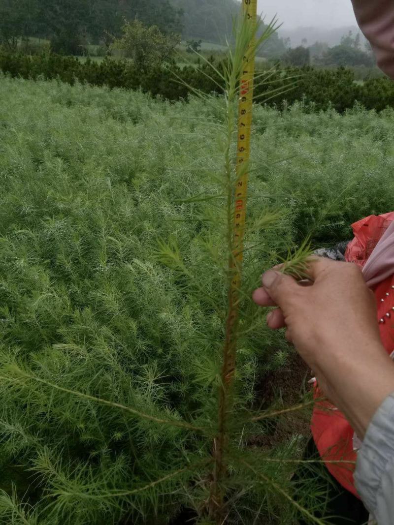 落叶松50~80cm大田，杯苗落叶松，量大从优