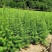 落叶松50~80cm大田，杯苗落叶松，量大从优