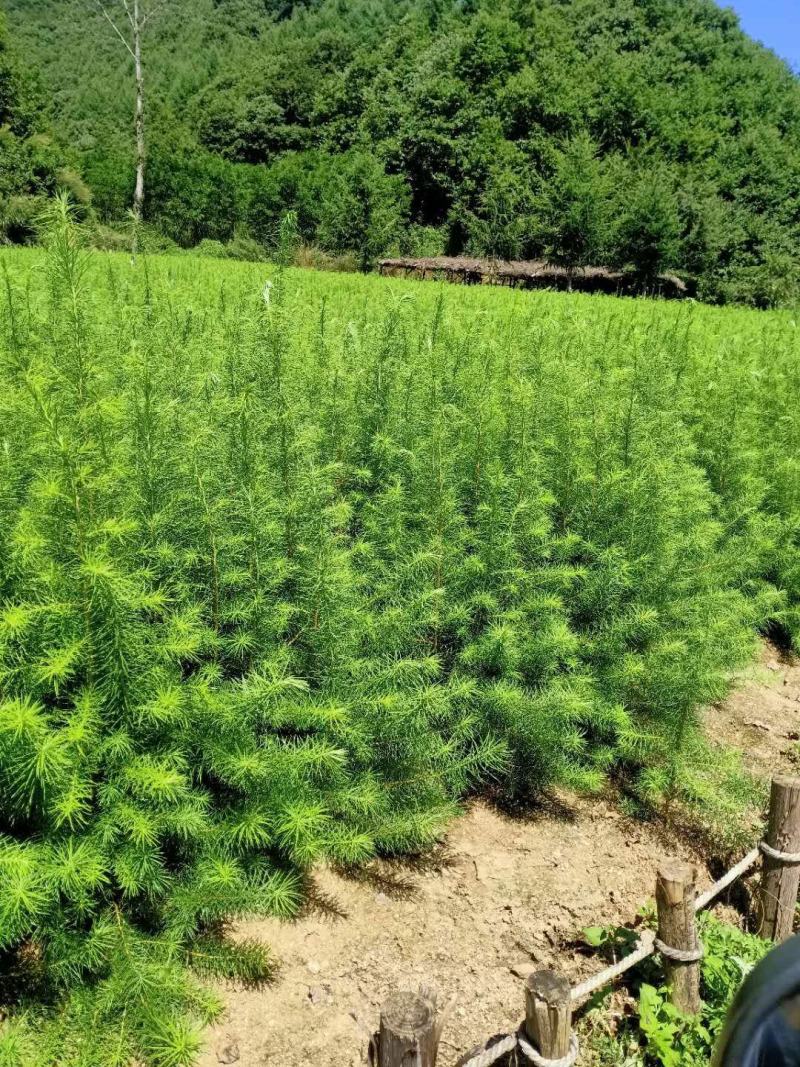 落叶松50~80cm大田，杯苗落叶松，量大从优