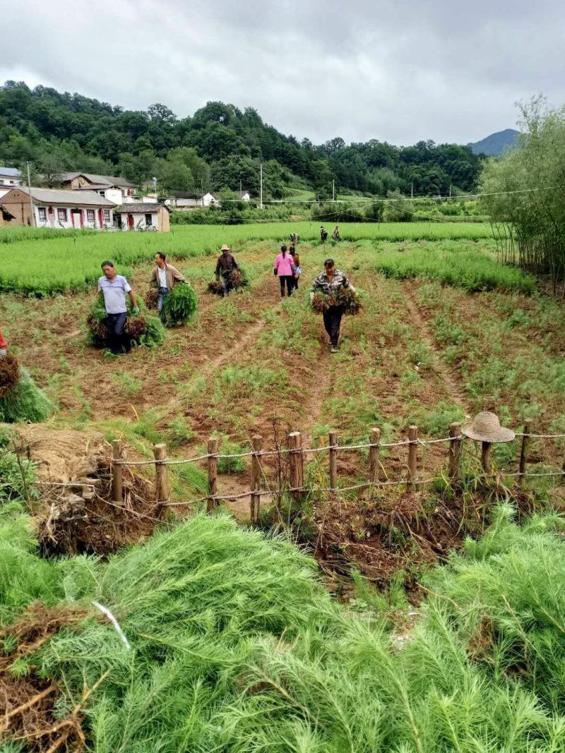 落叶松50~80cm大田，杯苗落叶松，量大从优