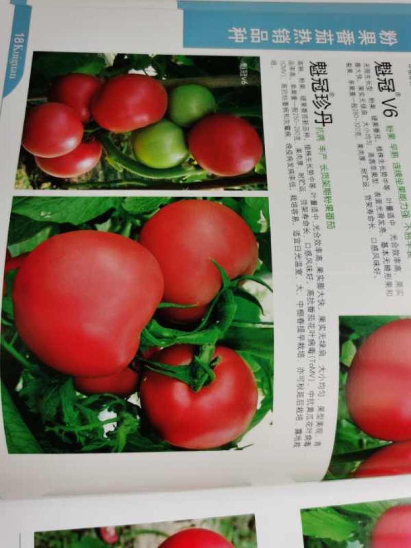 西红柿种子硬粉西红柿种子耐运输高产免费技术指导