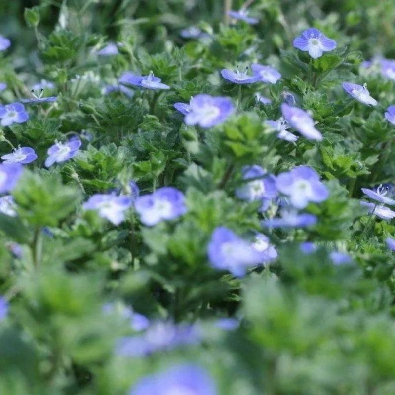 香草种子中草药大面积种植园艺种子家庭园艺