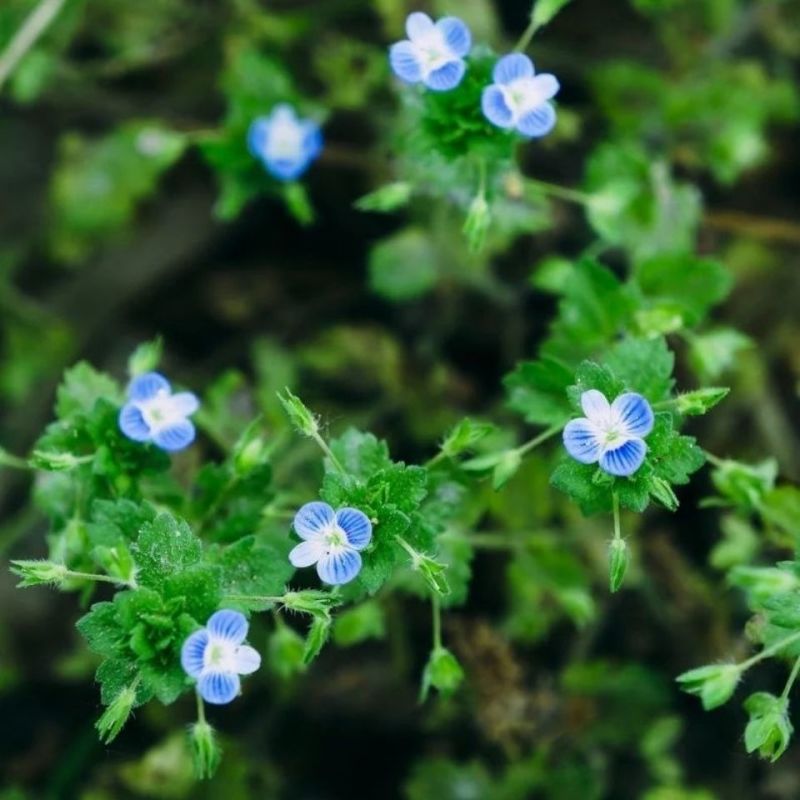 香草种子中草药大面积种植园艺种子家庭园艺