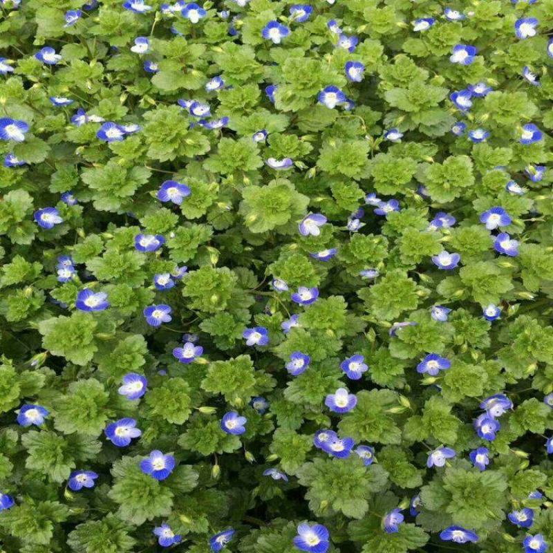 香草种子中草药大面积种植园艺种子家庭园艺