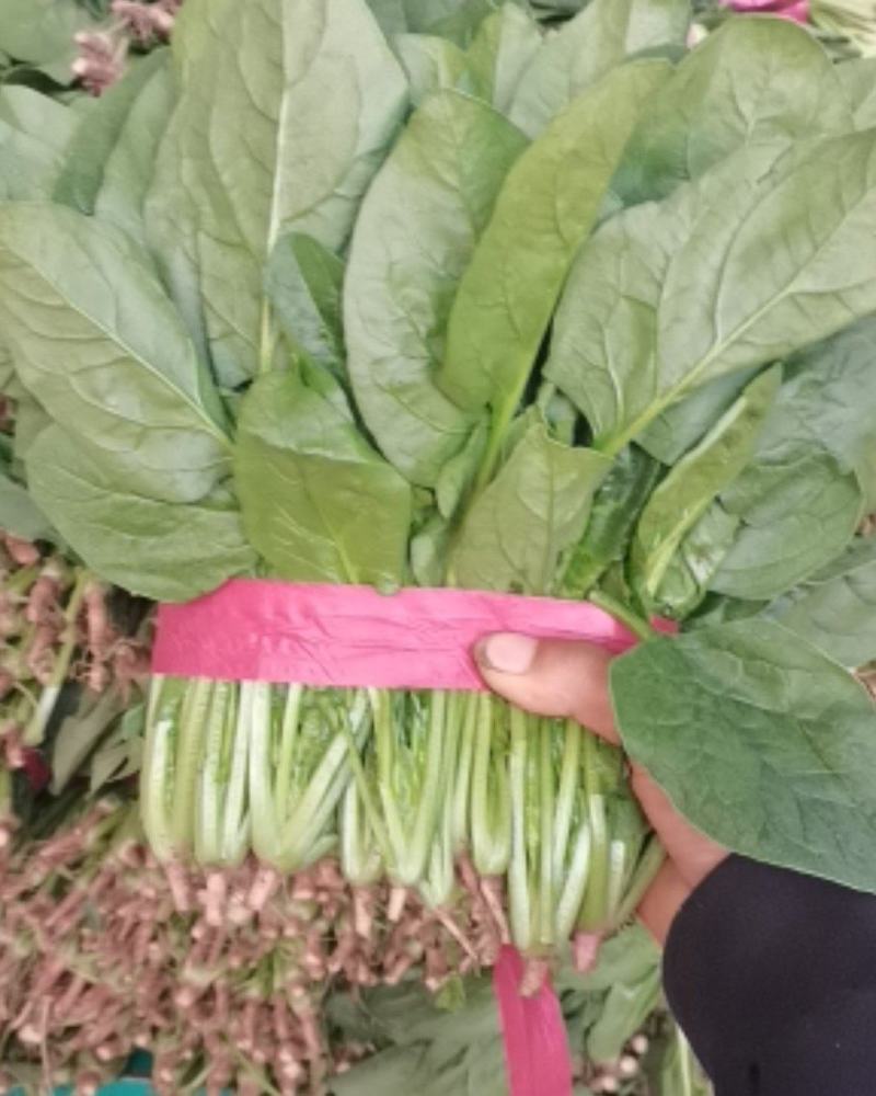 精品小菠菜，大量供应，20公分到25公分，需要的老板联系