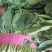 精品小菠菜，大量供应，20公分到25公分，需要的老板联系