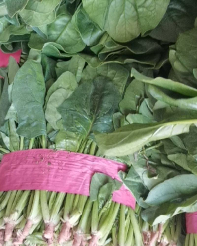 精品小菠菜，大量供应，20公分到25公分，需要的老板联系
