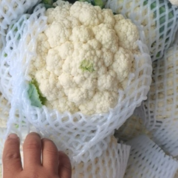 精品花菜，基地直供，价格便宜，诚信代办，合作共赢