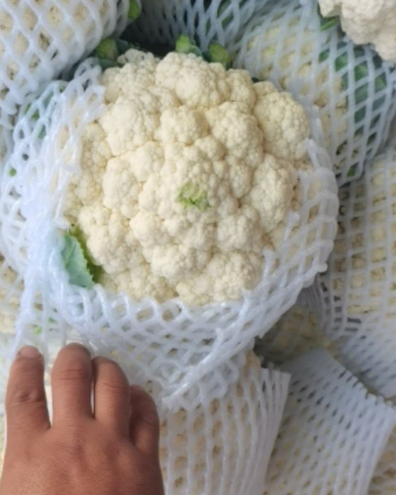 精品花菜，基地直供，价格便宜，诚信代办，合作共赢