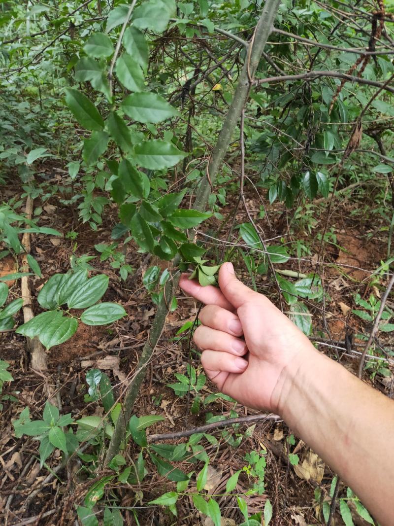 又叫称星树，青皮柴，江西产地