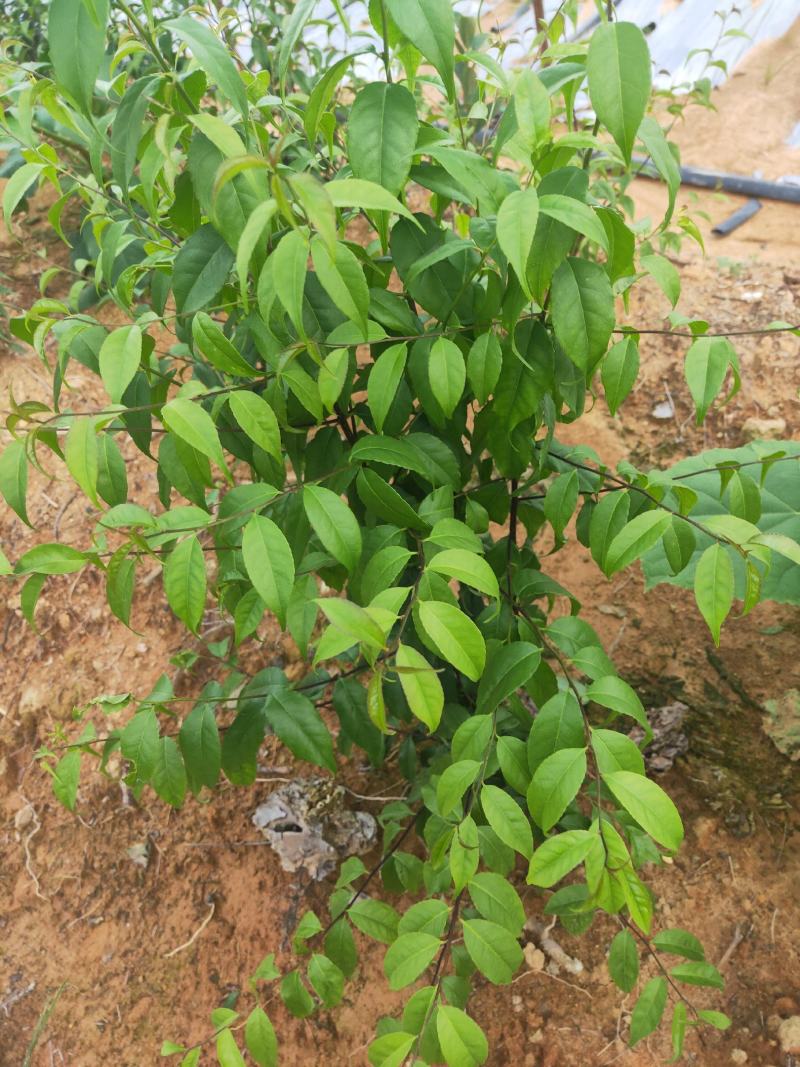 又叫称星树，青皮柴，江西产地