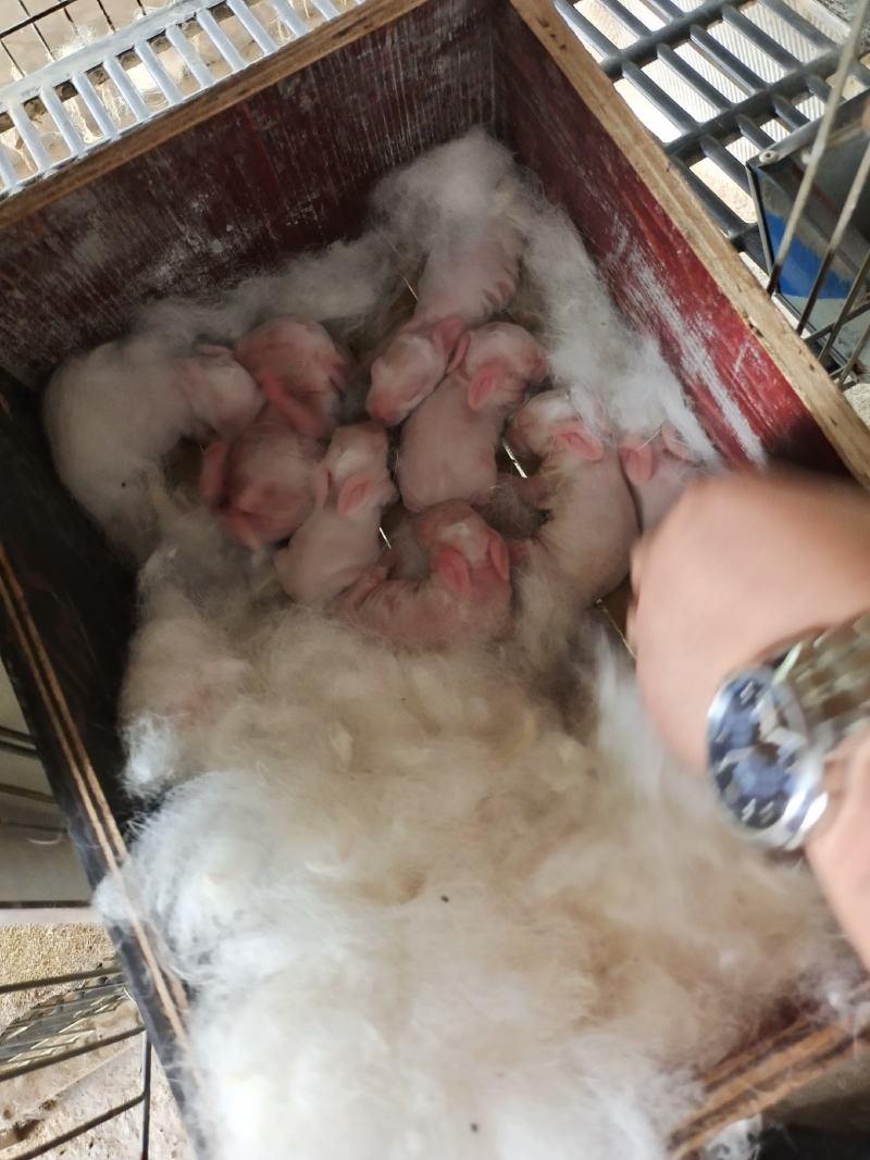 鸭饲料，小鸭料，大鸭料，中鸭料，蛋鸭料，提供优质苗和配套