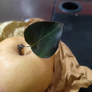 秋月梨大量上市了欢迎老板前来选购