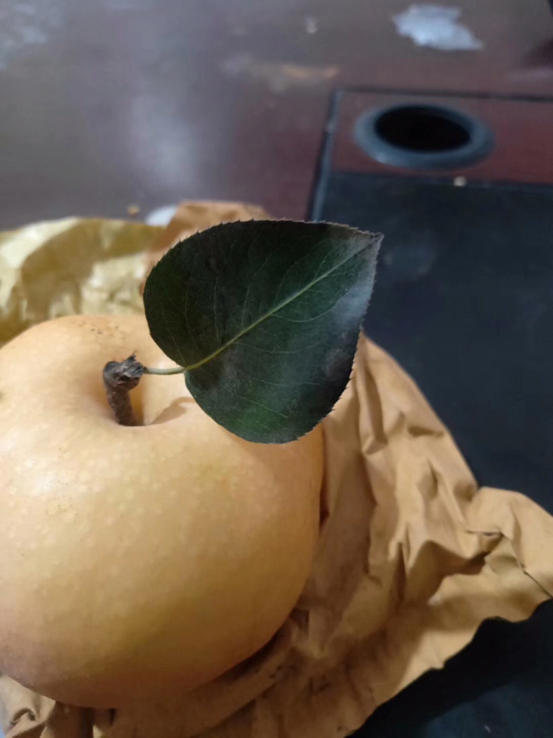 秋月梨大量上市了欢迎老板前来选购