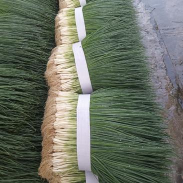 四季葱，大米葱，大量上市，质量很好，货量每天上几十吨。