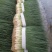 四季葱，大米葱，大量上市，质量很好，货量每天上几十吨。