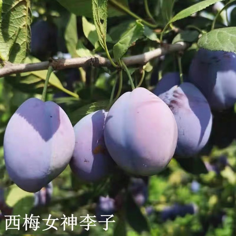 西梅李子嫁接苗基地直销现挖现卖自家苗圃包成活