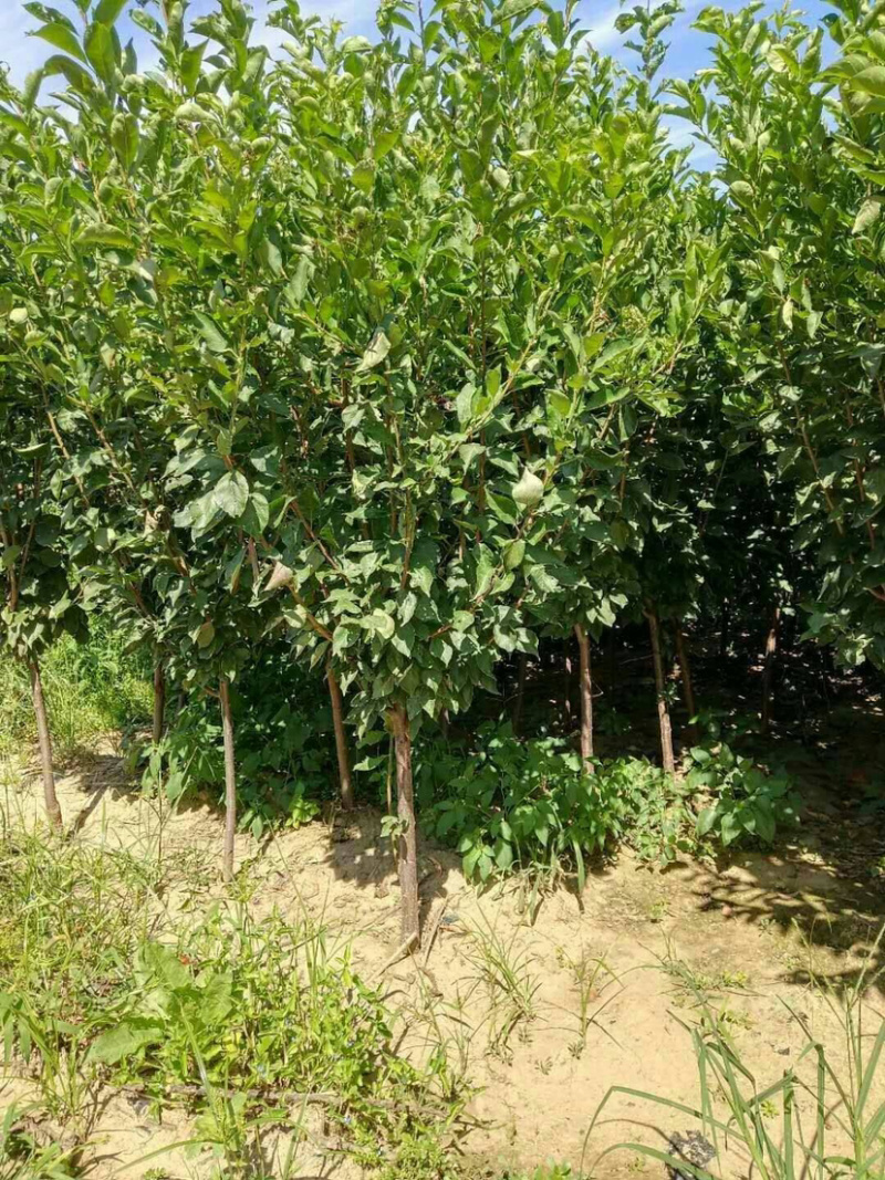 西梅李子嫁接苗基地直销现挖现卖自家苗圃包成活